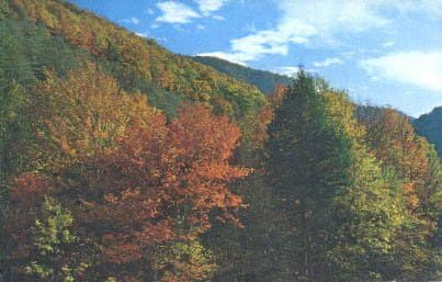 Great Smoky Mountains Nacionalni park, razglednica u Tennesseeju